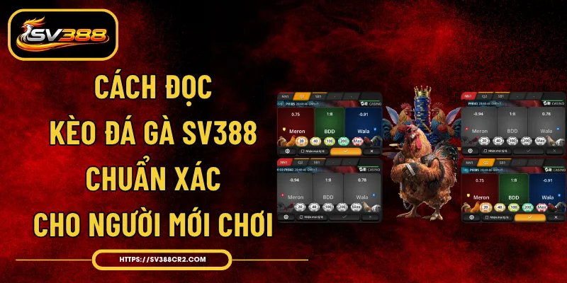 Cách Đọc Kèo Đá Gà SV388 Chuẩn Xác Cho Người Mới Chơi