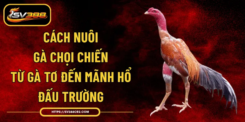 Cách Nuôi Gà Chọi Chiến - Từ Gà Tơ Đến Mãnh Hổ Đấu Trường