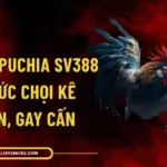 Đá Gà Campuchia SV388 - Hình Thức Chọi Kê Hấp Dẫn, Gay Cấn