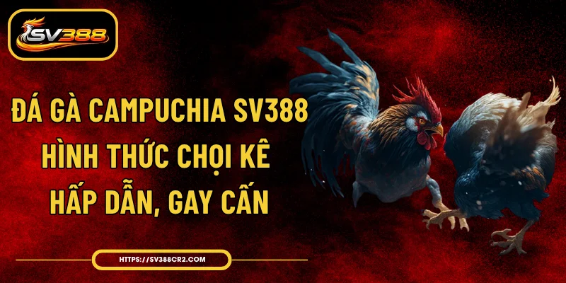 Đá Gà Campuchia SV388 - Hình Thức Chọi Kê Hấp Dẫn, Gay Cấn