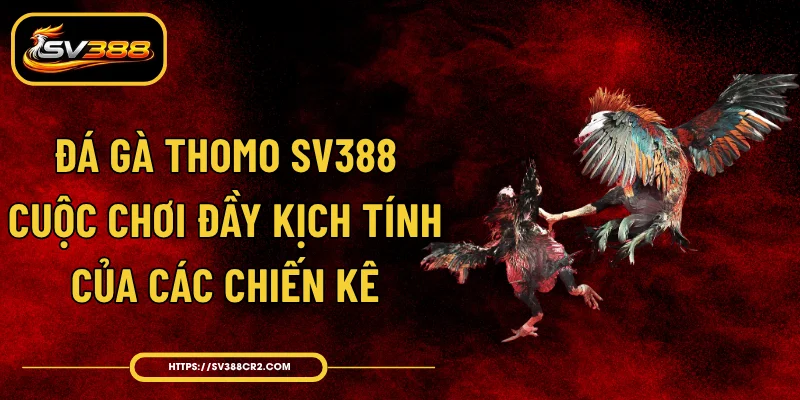 Đá Gà Thomo SV388 - Cuộc Chơi Đầy Kịch Tính Của Các Chiến Kê
