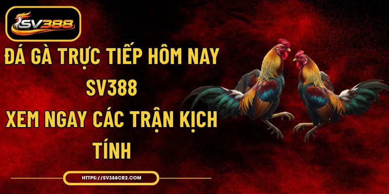 Đá Gà Trực Tiếp Hôm Nay SV388 - Xem Ngay Các Trận Kịch Tính 1 Đá Gà Trực Tiếp Hôm Nay SV388 - Xem Ngay Các Trận Kịch Tính