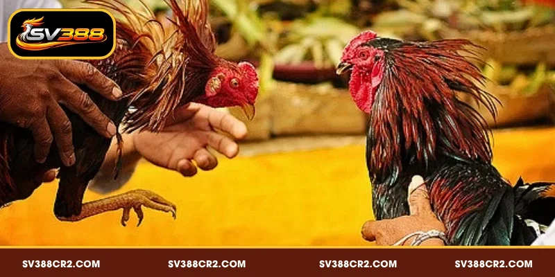 Tỷ Lệ Kèo Đá Gà SV388 - Cách Xem Và Phân Tích Chuẩn 2 Giới thiệu về tỷ lệ kèo đá gà SV388