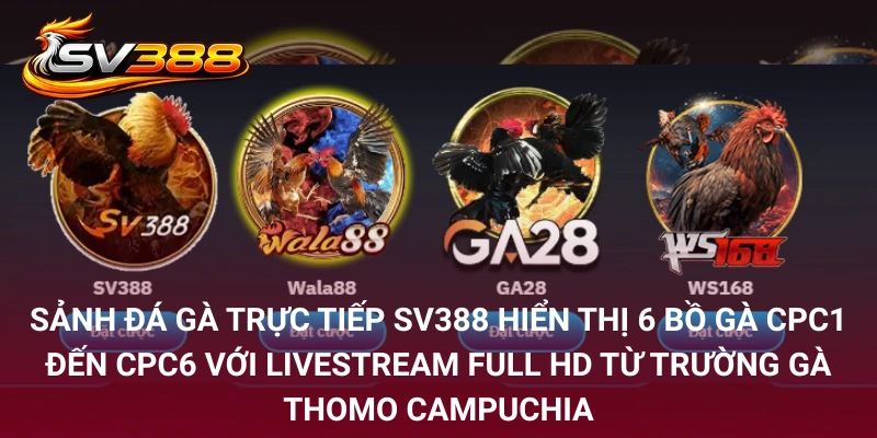 Sảnh đá gà trực tiếp SV388 hiển thị 6 bồ gà CPC1 đến CPC6 với livestream Full HD từ trường gà Thomo Campuchia